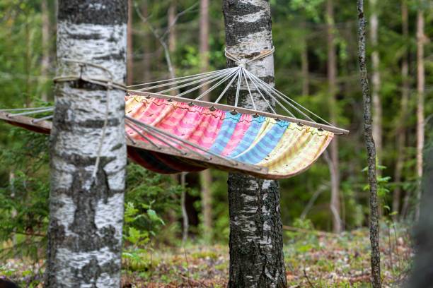 istock Hammock hanging from trees in a forest in the daylight 1502388083