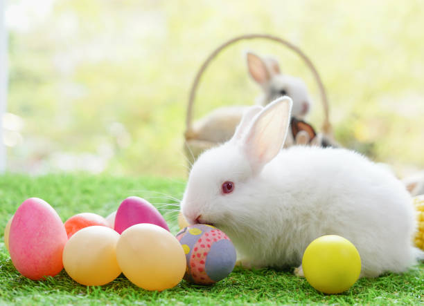 istock one adorable baby  bunny with easter eggs, white rabbit in nature 1502388093