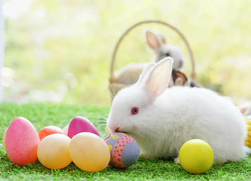 one adorable baby  bunny with easter eggs, white rabbit in nature
