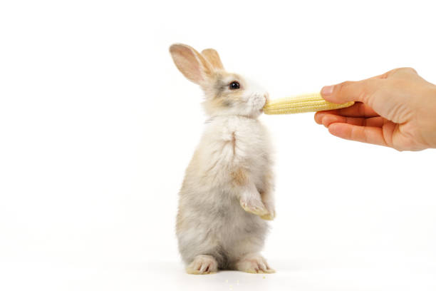 un adorable conejo de pie dos patas mientras come maíz joven de la mano de la mujer aislada sobre fondo blanco - rabbit baby rabbit hare standing fotografías e imágenes de stock