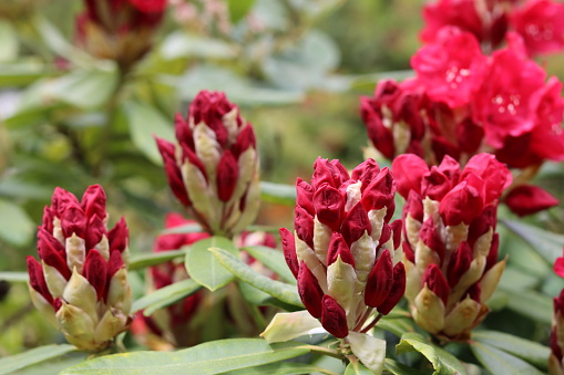 Red rhododendron flowers with open and closed buds