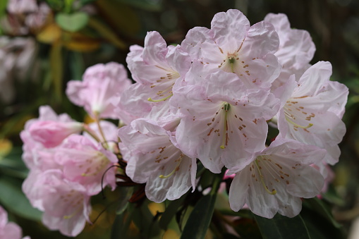 Close up of pale pink and white rhododendron flowers