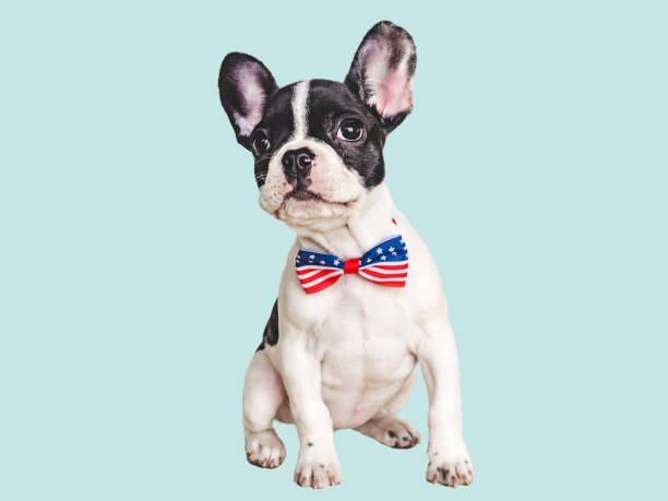 istock Charming puppy and a bow tie. Closeup 1502392445