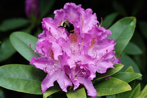 Close up of a single pink and purple rhododendron flower head