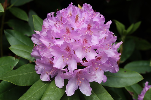 Close up of a single pink and purple rhododendron flower head