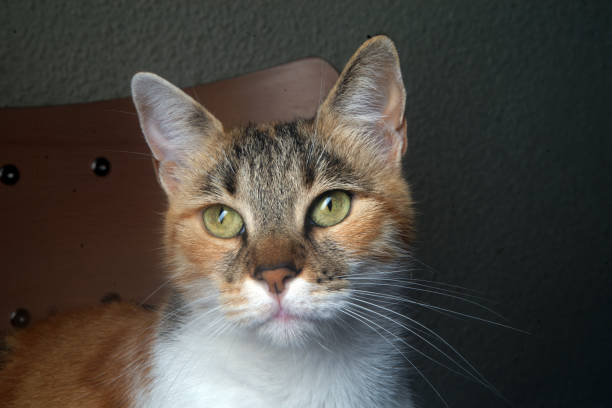 portrait of a  domestic cat