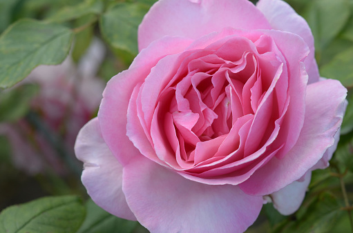 Pink Rose is called Westminster Pink in a garden setting. A very popular Hybrid Tea Rose.