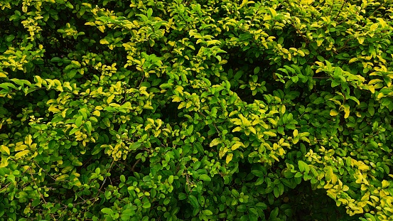 Ligustrum Ovalifolium plant