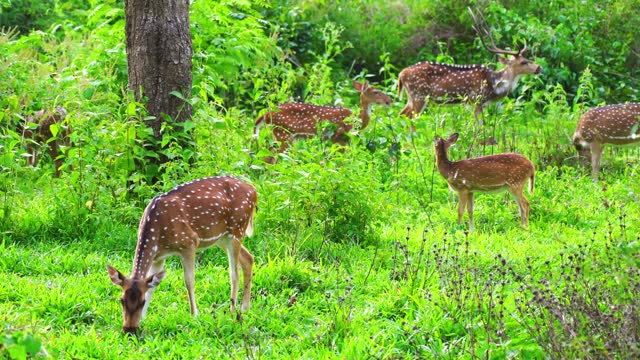 Herd of chital or spotted deer grazing in a wild life sanctuary, 4k video
