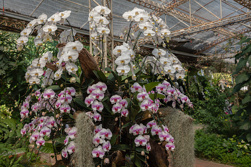 Phalaenopsis orchid flower bloom in spring decoration the beauty of nature, A rare wild orchid decorated in tropical garden