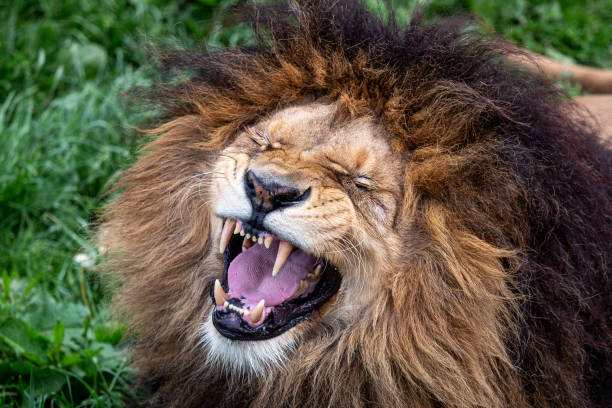 afrikanischer löwe brüllt mit offenem maul - lions tooth stock-fotos und bilder