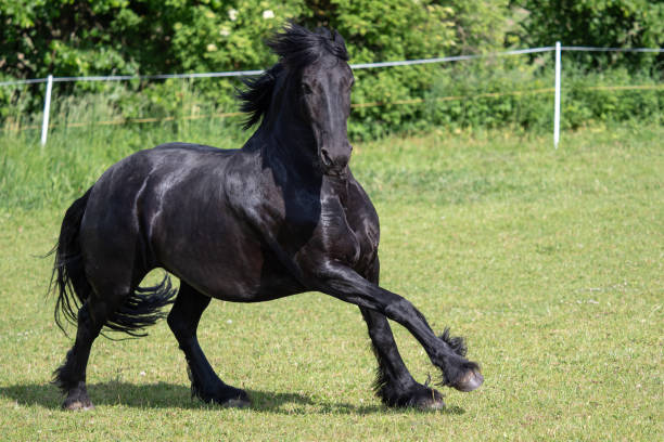 фризская лошадь бежит по лугу - horse black stallion friesian horse стоковые фото и изображения