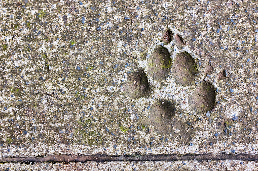 When this concrete pathway was constructed, a dog immortalized itself by leaving a pawprint in the wet cement.