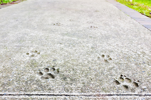 When this concrete pathway was constructed, a dog immortalized itself by leaving pawprints in the wet cement.