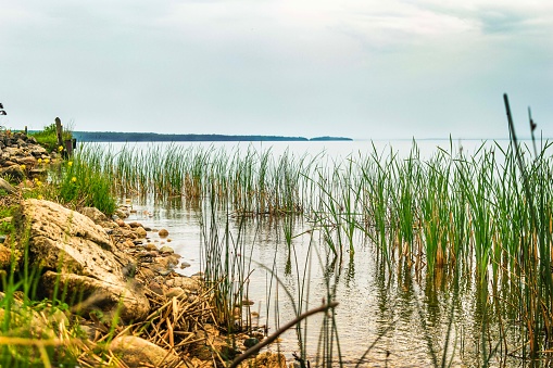 Rocks and native grasses line the riverbank of the St. Mary's River in the Eastern Upper Peninsula of Michigan.