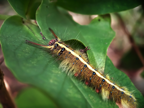 A caterpillar on a leaf.