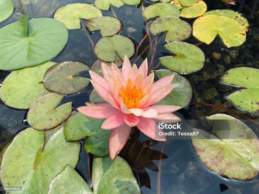 Blooming Nymphaea tetragona Waterlily Pink Flower With Green Leaves In A Water Pond Blooming Nymphaea tetragona Waterlily Pink Flower With Green Leaves Beauty Stock Photo