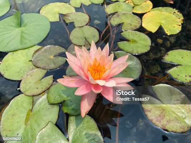 Blooming Nymphaea Tetragona Waterlily Pink Flower With Green Leaves In A Water Pond Stock Photo - Download Image Now