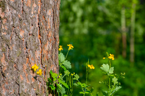 Background with tree bark and small yellow flowers. Substrate on the theme of nature and ecology.