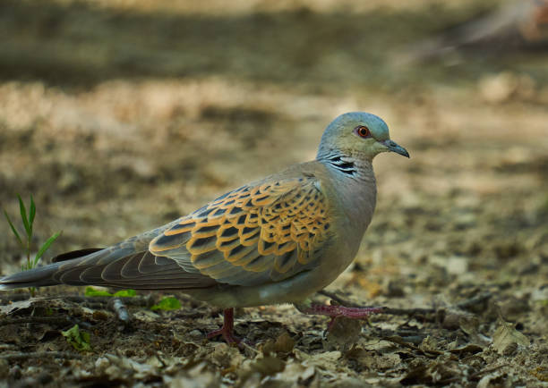 istock European turtle dove in the forest 1502419880