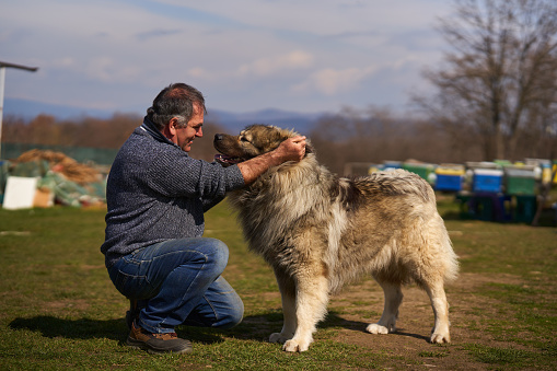 Man with a large caucasian shepherd guard dog playing around in the backyard