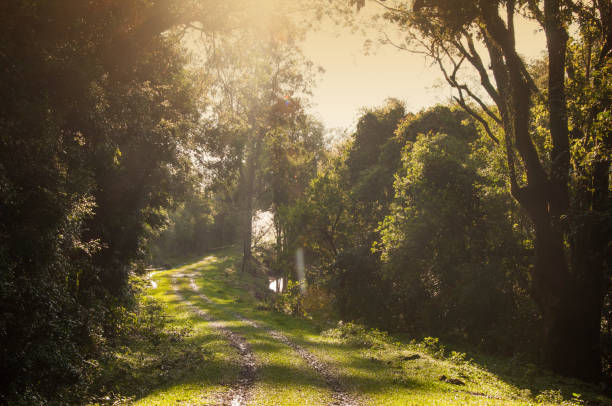 istock Sunrise in the forest with fog and sun rays 1502419928