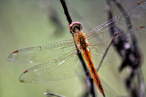 A Dragonfly.