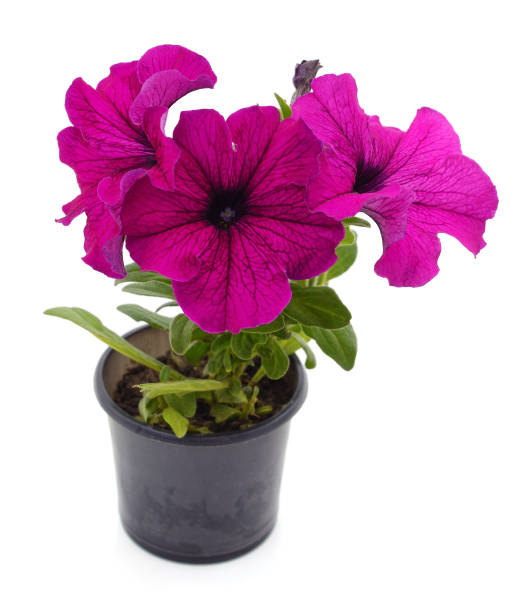 istock Purple petunia in a pot. 1502421484