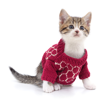 A kitten in a knitted sweater isolated on a white background.