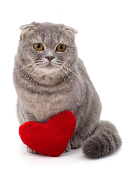 istock Gray kitten and red heart. 1502421502