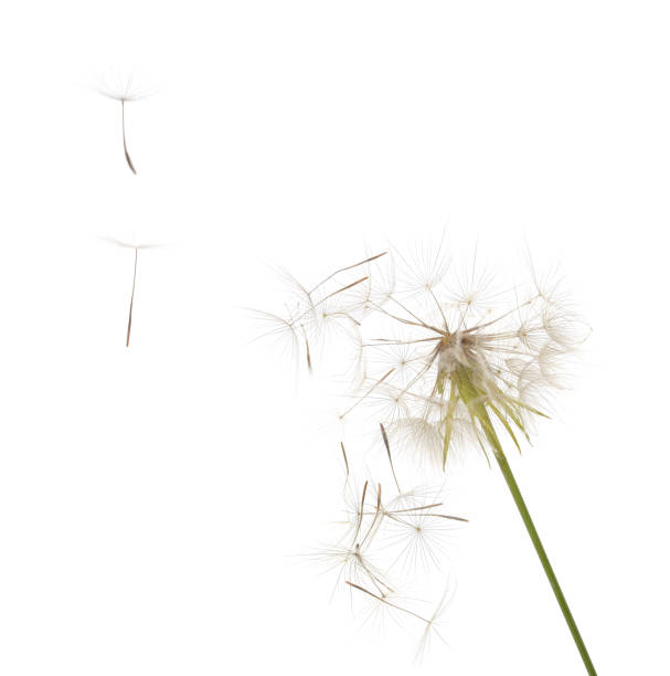 diente de león sobre el que sopla el viento. - semilla de diente de león fotografías e imágenes de stock