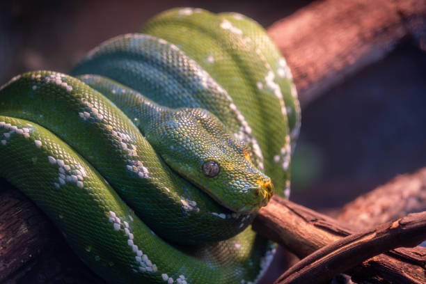 144,700+ Python Snake Wrapped Close Up Around A Branch Stock Photos ...