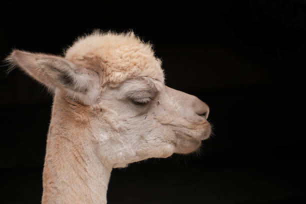 istock Alpaca (Lama pacos) at rest with fly near eye and black background 1502422145