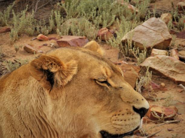 istock Lioness resting in the afternoon heat 1502422439