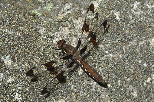 Twelve-spotted skimmer on rock in sunlight, casting a shadow. A large, common, fast-flying dragonfly (a predatory insect) that occurs in all the lower 48 states and southern Canada. Taken in Connecticut.