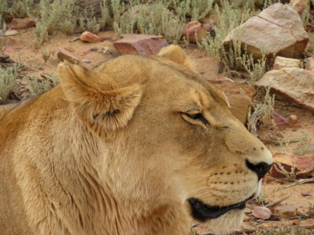 istock Lioness resting in the afternoon heat 1502422454