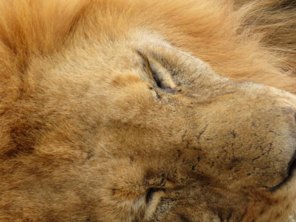 istock Lion Resting in the afternoon heat 1502422495