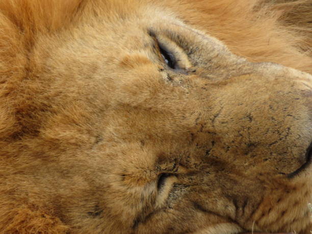 istock Lion Resting in the afternoon heat 1502422510