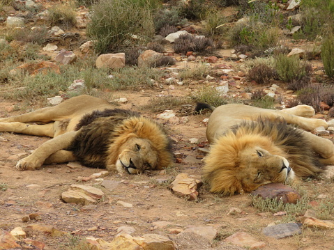 Lions in the Kalahari, South Africa, resting in the afternoon heat