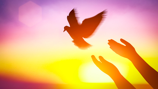 Silhouette pigeon flying out two hands in air vibrant sunlight sunset sunrise background. Freedom making merit concept. Nature animal people hope pray holy faith. International Day of Peace theme.