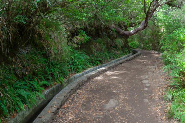 istock Rabacal, nature hiking area  the Levada do Risco  levada hiking trail,  left a levada water pipe,  Madeira,  Portugal,  Europe 1502423452