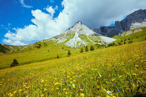 spring meadow with margueritedramatic sky and near steeg- tirol austria