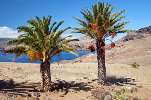 Date palms, near Casa do Sardinha Sea Spot Cafe,  São Lourenço, volcanic peninsula, rocky coast cliffs, Ponta de San Lorenzo, Madeira, Portugal, Europe