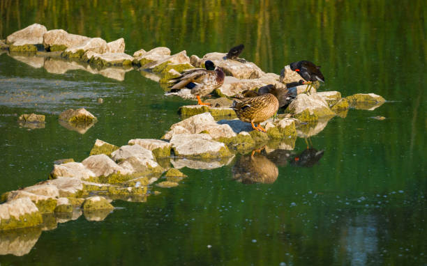 разнообразные водоплавающие птицы на гряде камней на озере - waterbirds стоковые фото и изображения