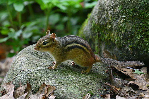Portrait of an eastern chipmunk pausing on a rock surrounded by dead leaves. With copy space. Taken in summer in Connecticut.