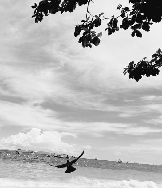 istock Bird at Alona Beach, Bohol 1502426320