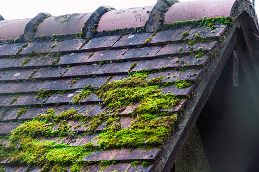 roof close-up of brown color, green moss on the roof