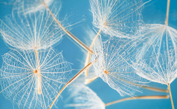 istock dandelion seeds fly on a blue background 1502426635
