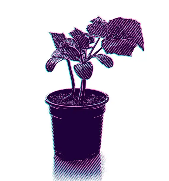 Vector illustration of Cucumber Plant Potted with Glitch Technique