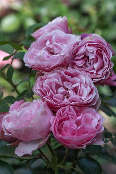 istock Closeup of blooming roses 1502427654